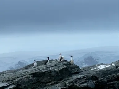 A cluster of Antarctic shags (sea birds) on rocks of King George Island, Antarctica